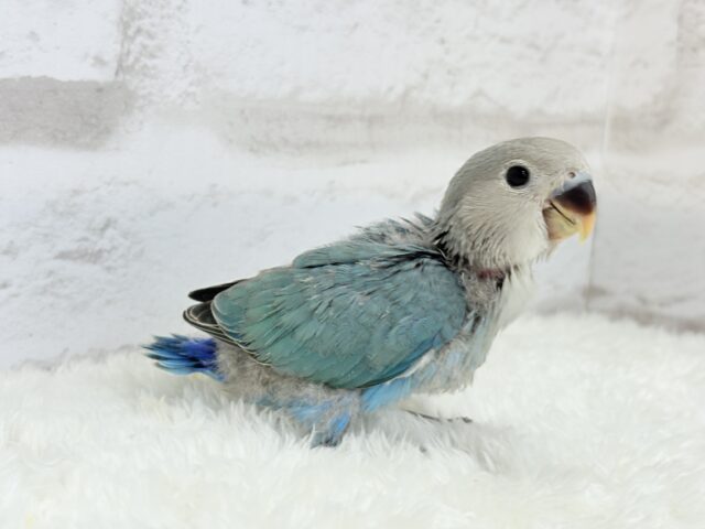 【最新画像更新🪄】好奇心の赴くままに~♩♩コザクラインコ(ブルーチェリー) ヒナ コザクラインコ(小桜インコ)
