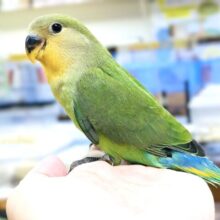 【最新画像】ニコニコ オレンジスマイル🧡コザクラインコ（オレンジフェイス）ヒナ