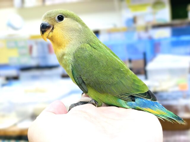 説明画像です