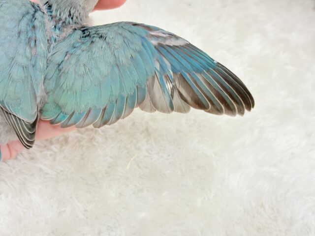 【最新画像更新🪄】好奇心の赴くままに~♩♩コザクラインコ(ブルーチェリー) ヒナ コザクラインコ(小桜インコ)