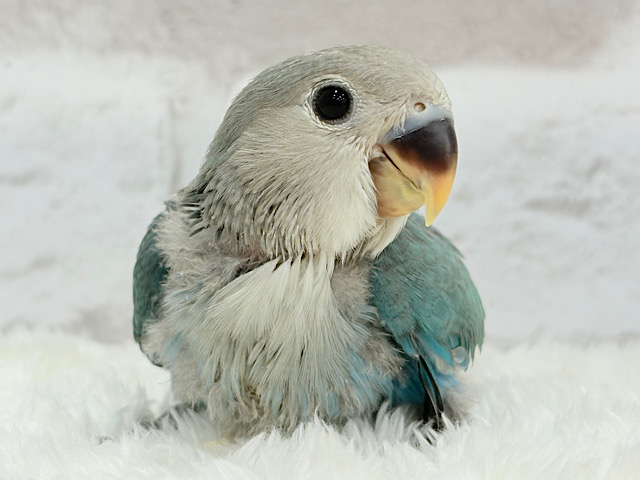 【最新画像更新🪄】好奇心の赴くままに~♩♩コザクラインコ(ブルーチェリー) ヒナ 【最新画像更新🪄】好奇心の赴くままに~♩♩コザクラインコ(ブルーチェリー) ヒナ