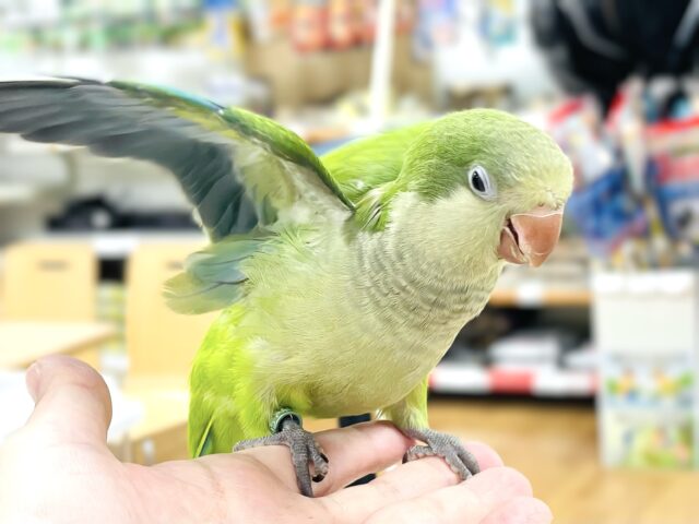 最新画像】いろんな色を持ってるよ💚オキナインコ（ノーマル）