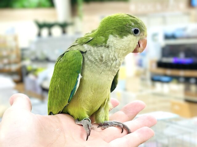 オキナインコ