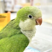 【最新画像】いろんな色を持ってるよ💚オキナインコ（ノーマル）
