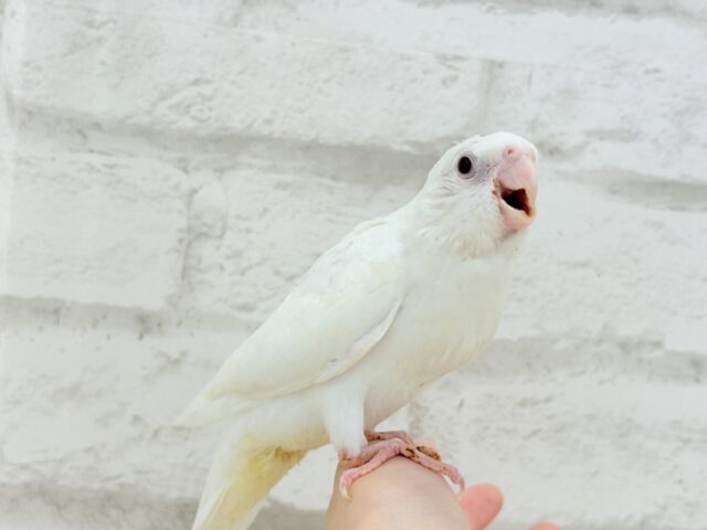 オカメインコ