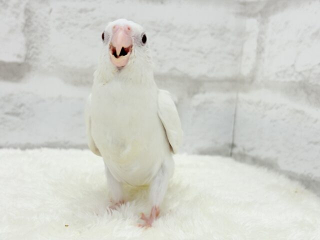 オカメインコ