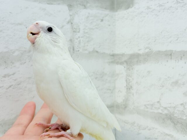 オカメインコ