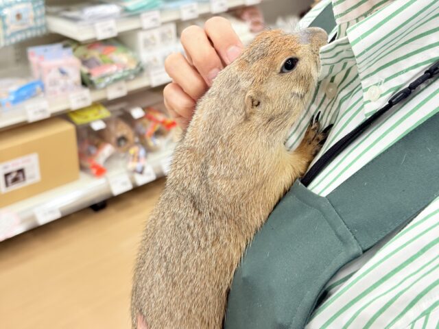 プレーリードッグ