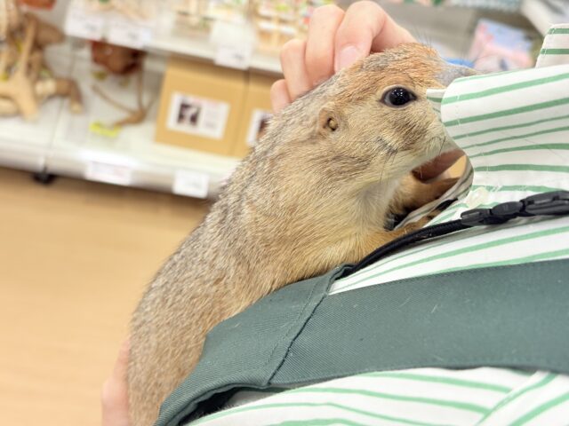 プレーリードッグ