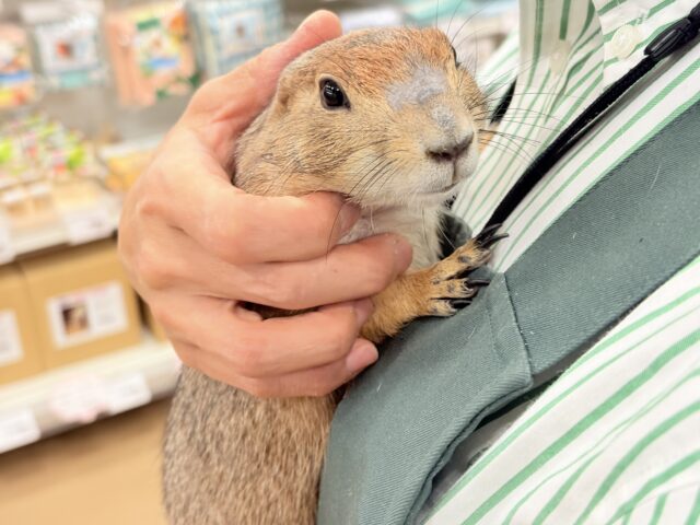 プレーリードッグ