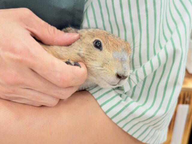 プレーリードッグ