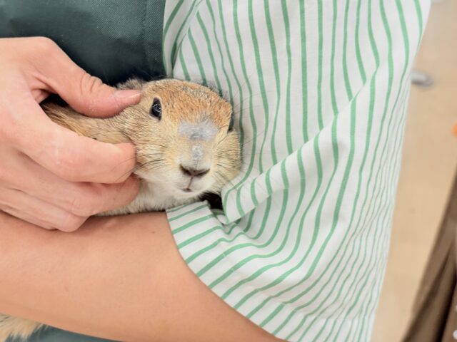 プレーリードッグ