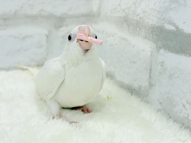 オカメインコ