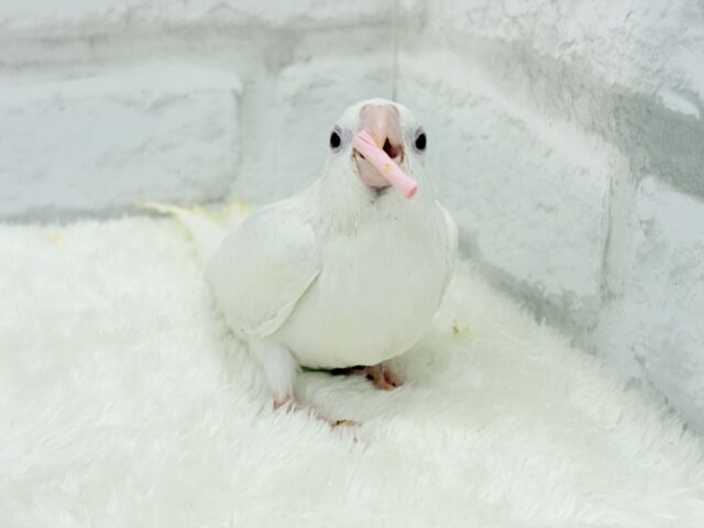 オカメインコ