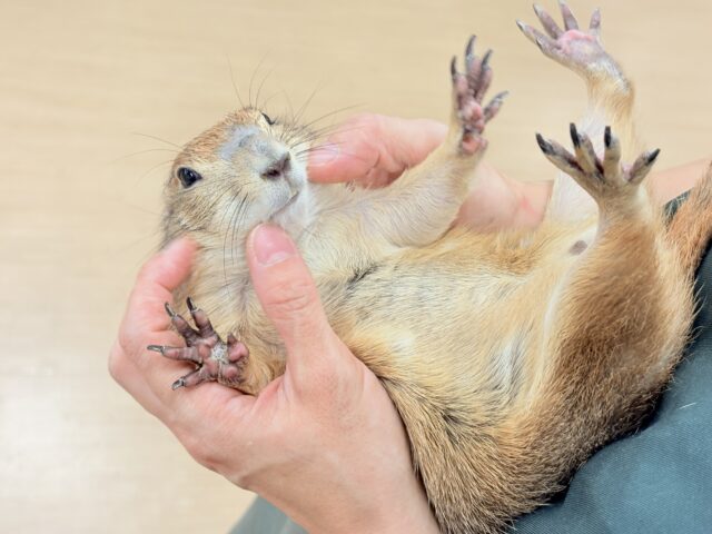 プレーリードッグ