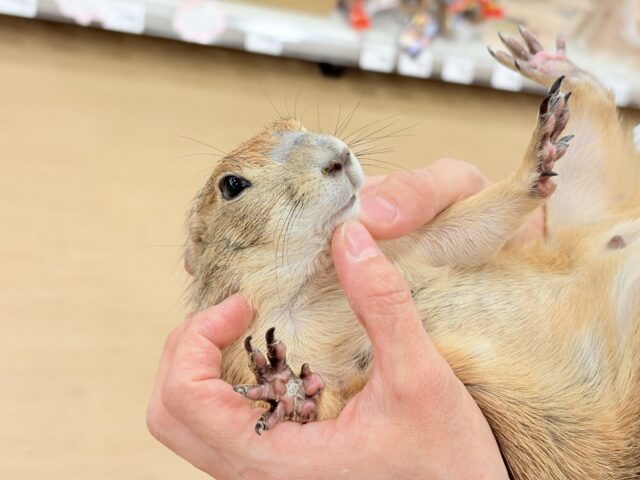 プレーリードッグ