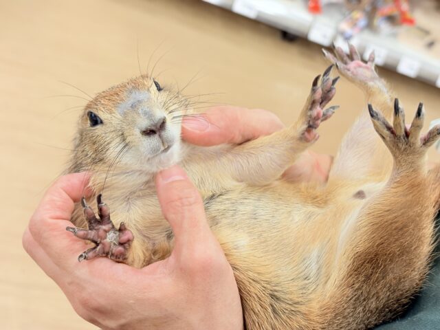 プレーリードッグ