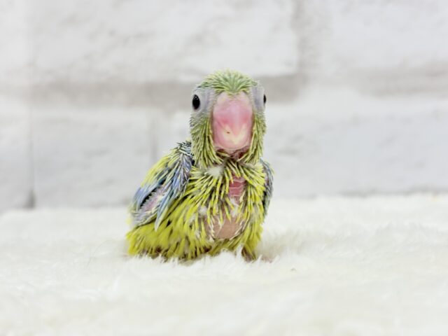 マメルリハ