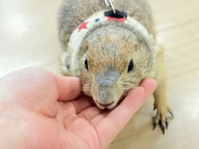 プレーリードッグ