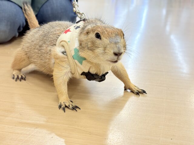 プレーリードッグ