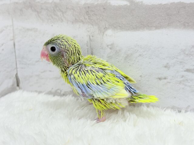 マメルリハ