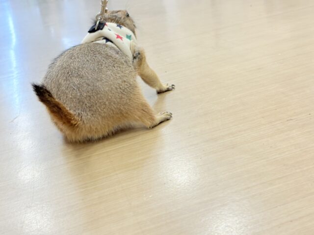 プレーリードッグ