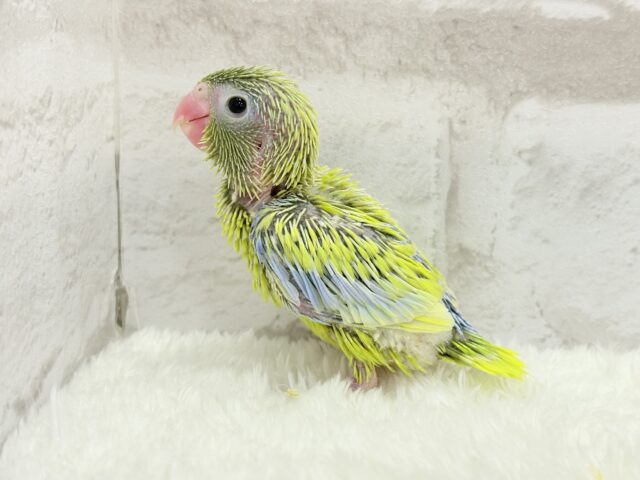 マメルリハ