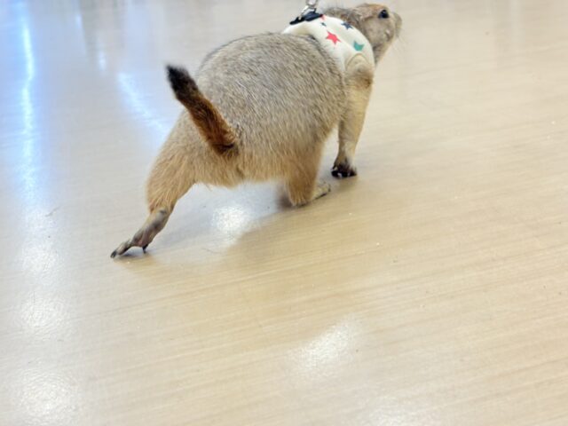 プレーリードッグ