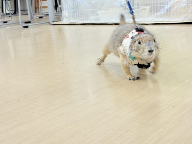 プレーリードッグ