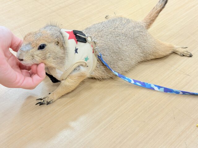 プレーリードッグ