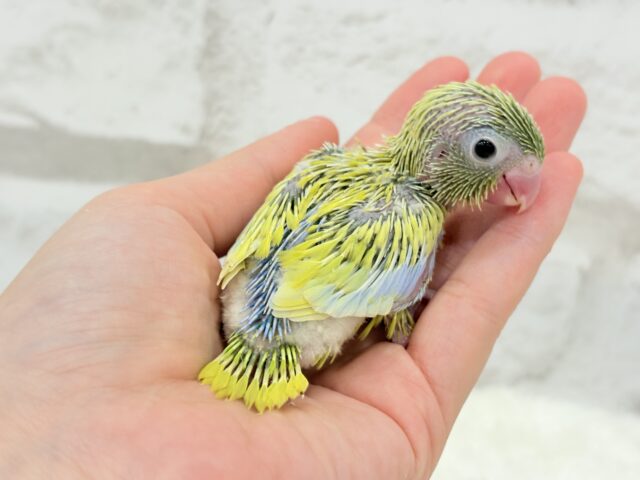 マメルリハ