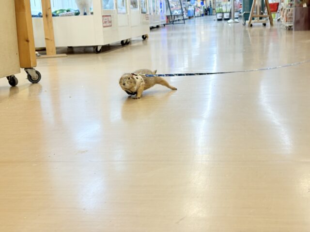 プレーリードッグ