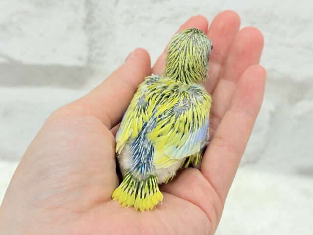 マメルリハ