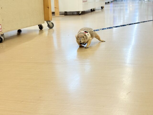 プレーリードッグ