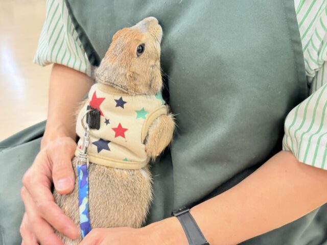 プレーリードッグ