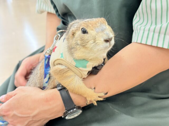 プレーリードッグ