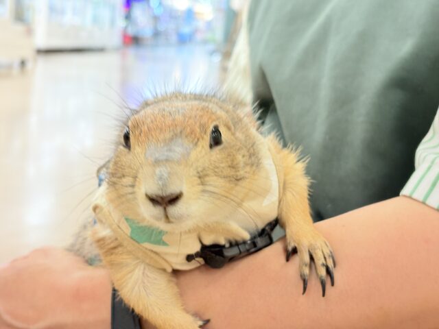 プレーリードッグ