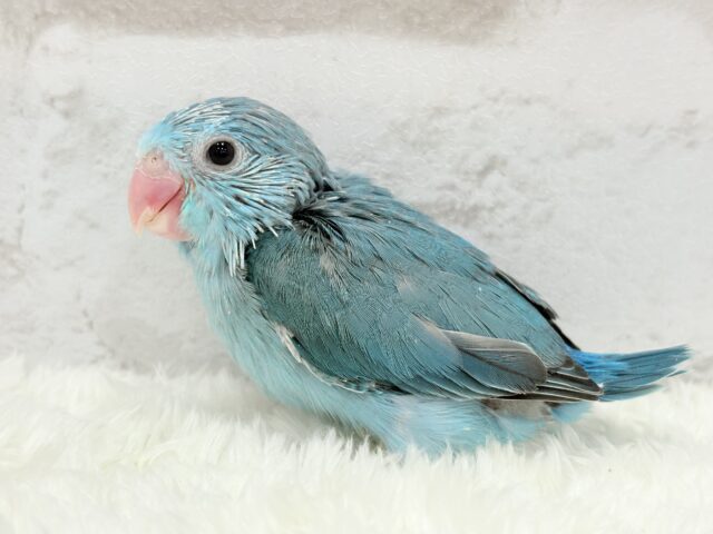 マメルリハ