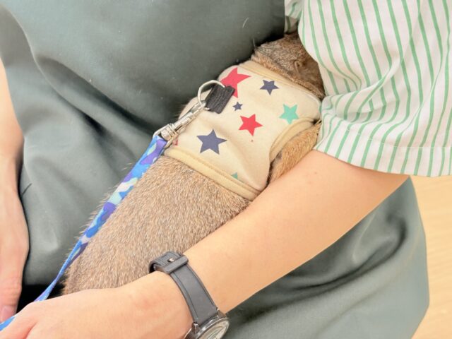 プレーリードッグ