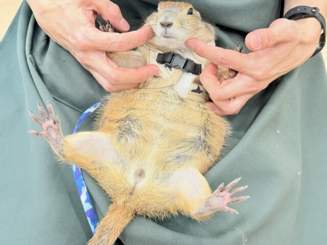 プレーリードッグ