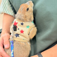 【最新画像更新🪄】ん〜〜っ　ナッツ！！☆彡　　ピーナッツ風なオグロプレーリードッグ　男のコ〜〜