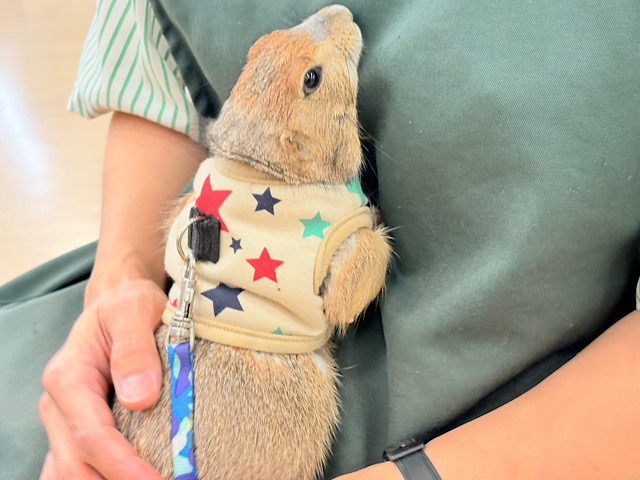 【最新画像更新🪄】ん〜〜っ　ナッツ！！☆彡　　ピーナッツ風なオグロプレーリードッグ　男のコ〜〜