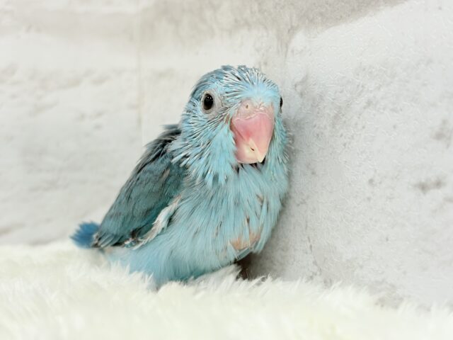 マメルリハ