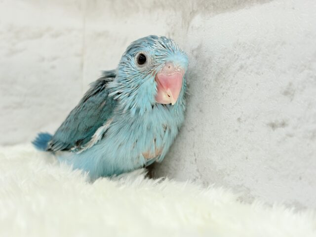 マメルリハ