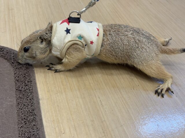 プレーリードッグ