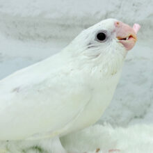 【最新画像更新🪄】ハゲタカみたい🐣可愛さ溢れるオカメインコ🫧(ピュアホワイト) ヒナ