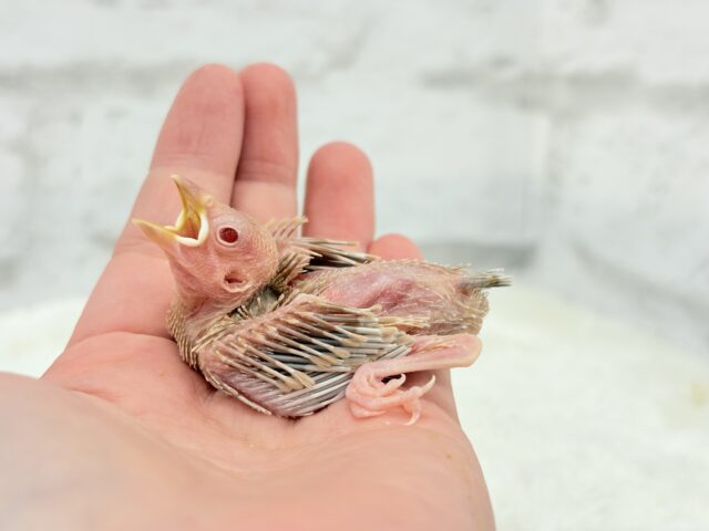 シナモン文鳥