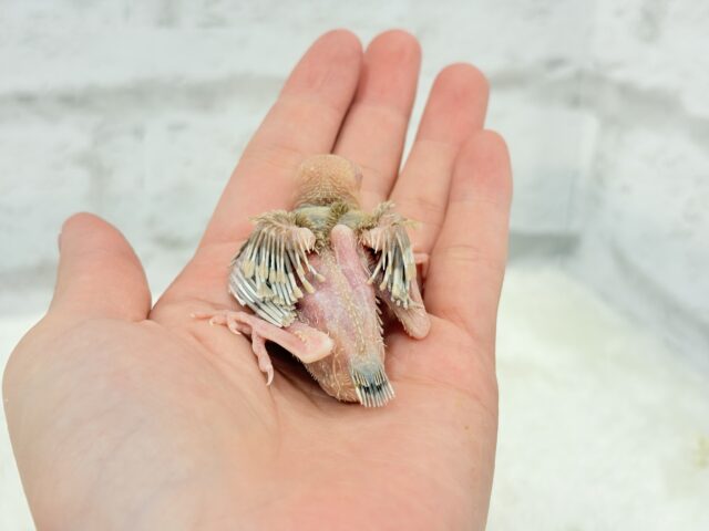 シナモン文鳥