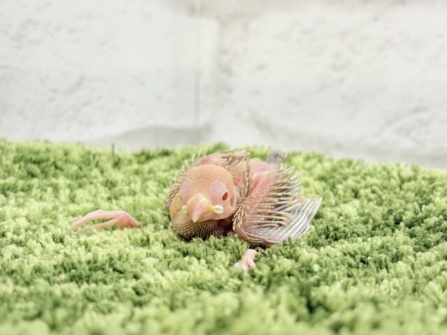 シナモン文鳥