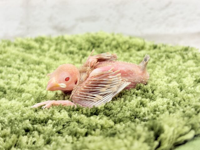 シナモン文鳥
